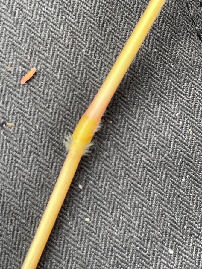 Brachiaria lachnantha leaf