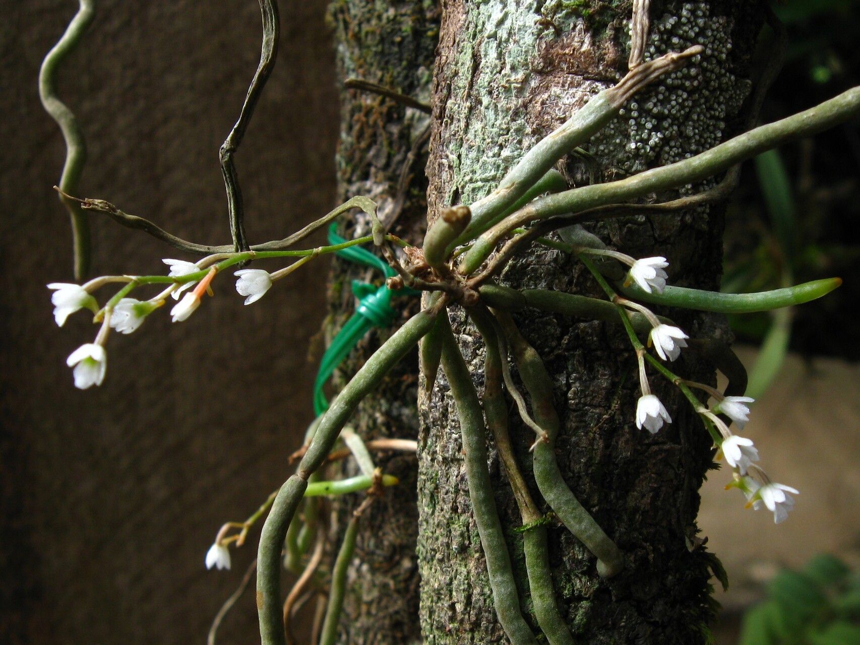 Microcoelia globulosa habit