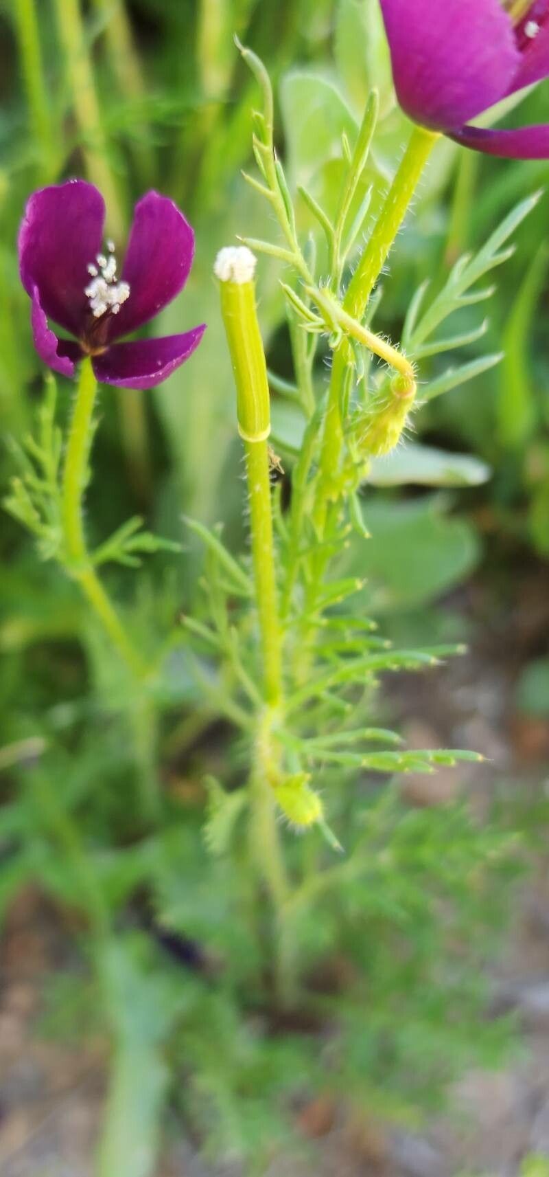 Roemeria hybrida fruit