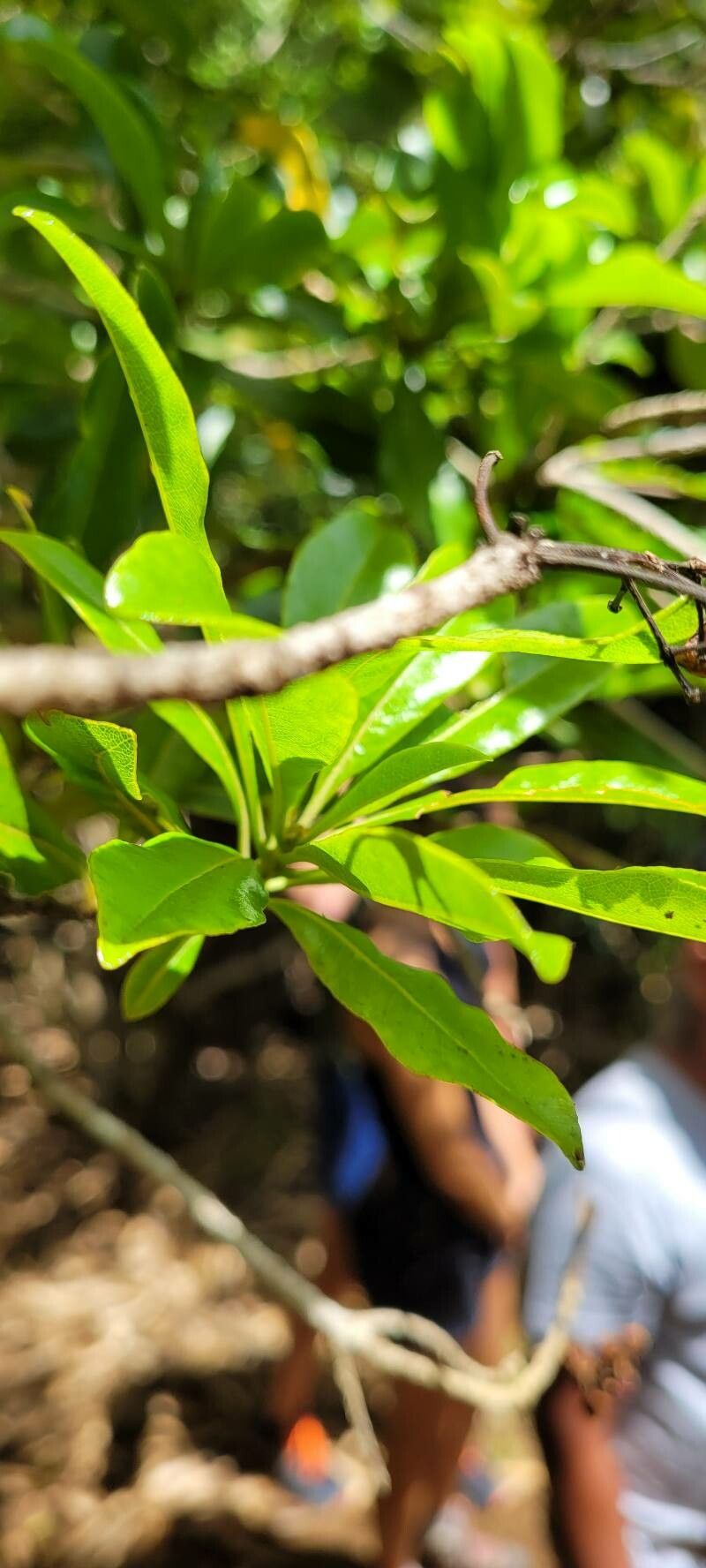 Pittosporum balfourii — search result for 'Pittosporum'