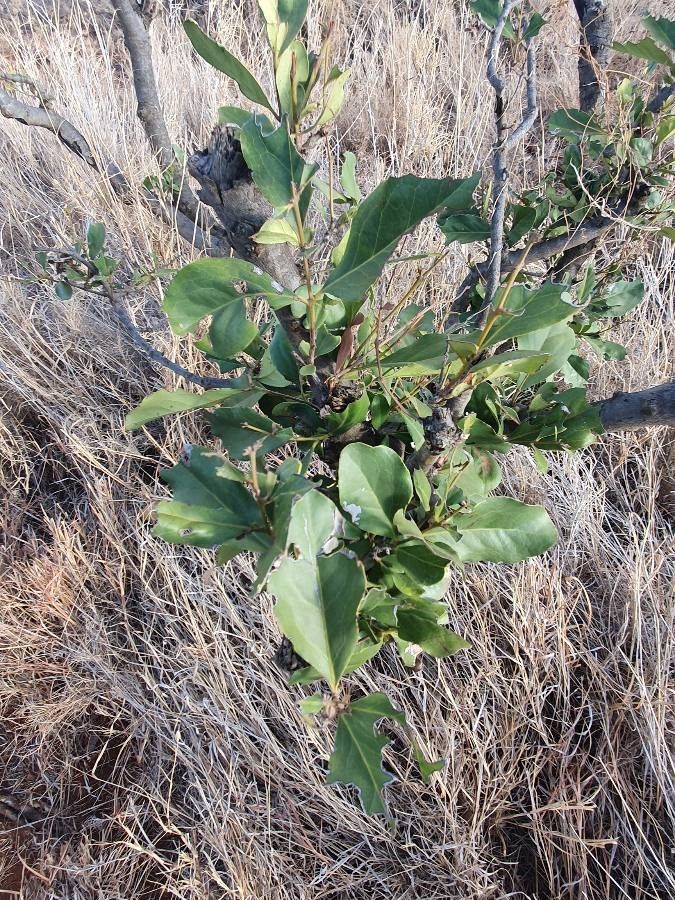 Euclea divinorum — related species from the same genus