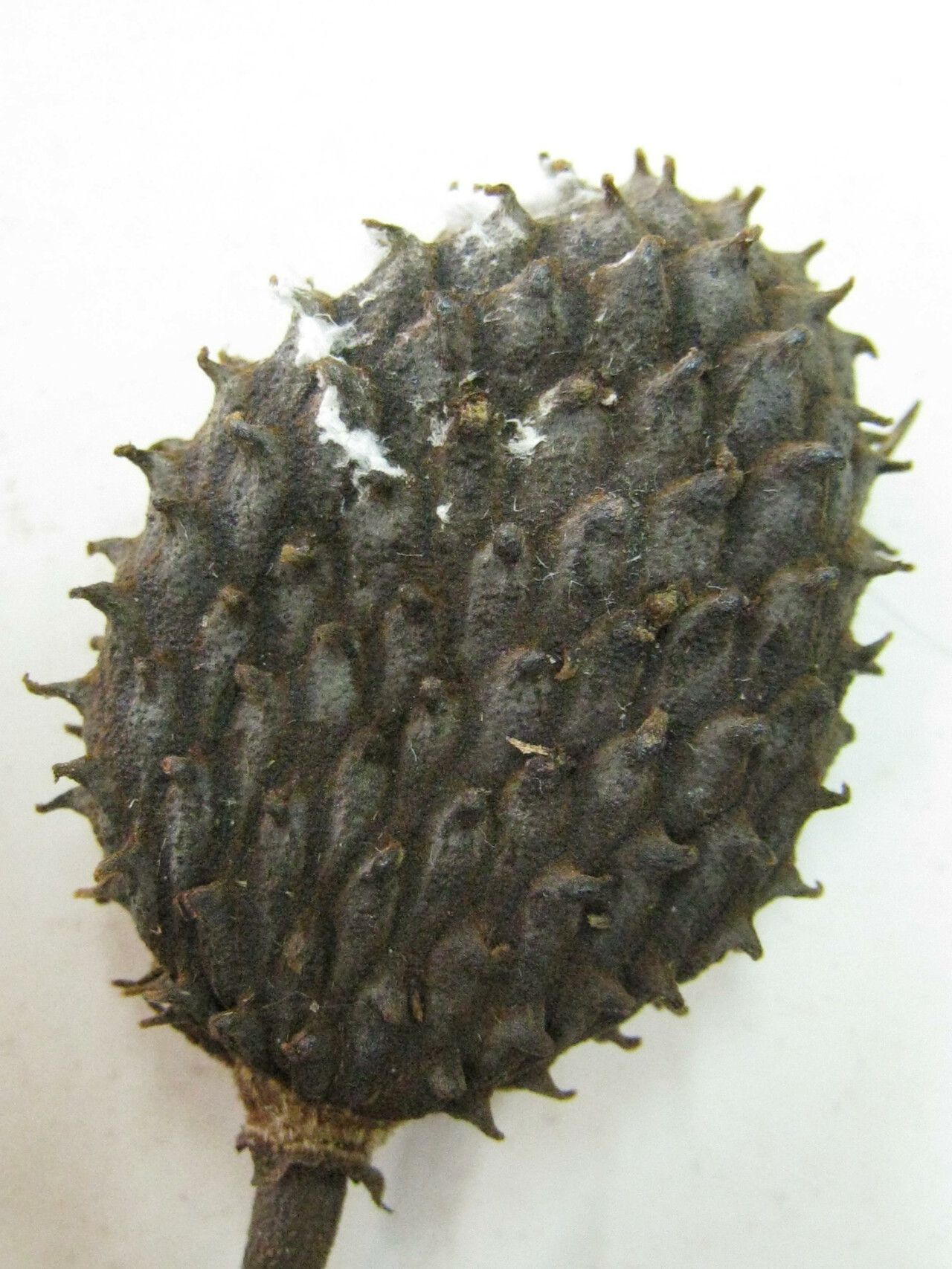 Annona echinata — search result for 'Annona'