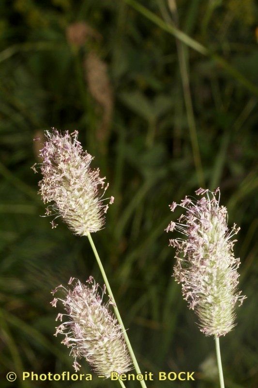 Phleum rhaeticum fruit