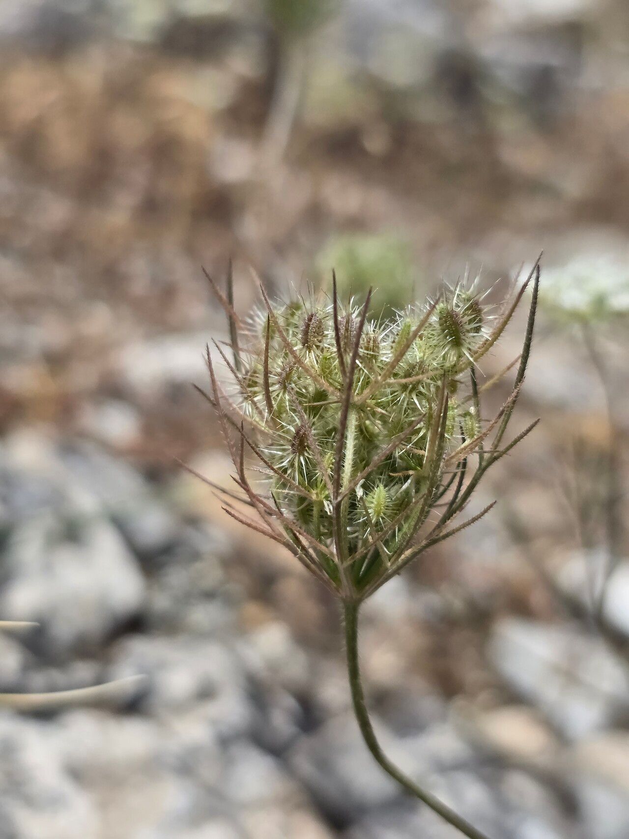 Daucus guttatus — search result for 'Daucus'
