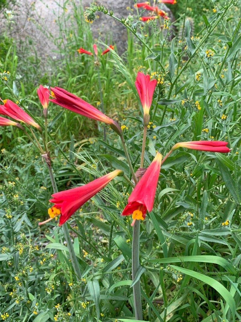 Zephyranthes ananuca flower