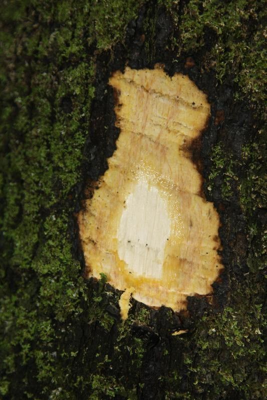 Diospyros cayennensis other