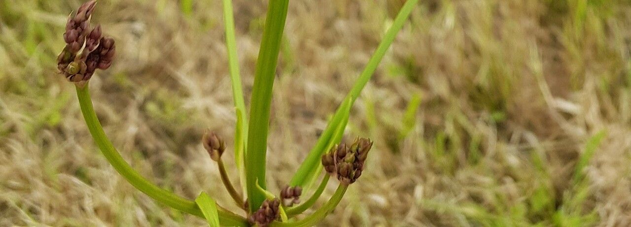 Juncus anceps flower