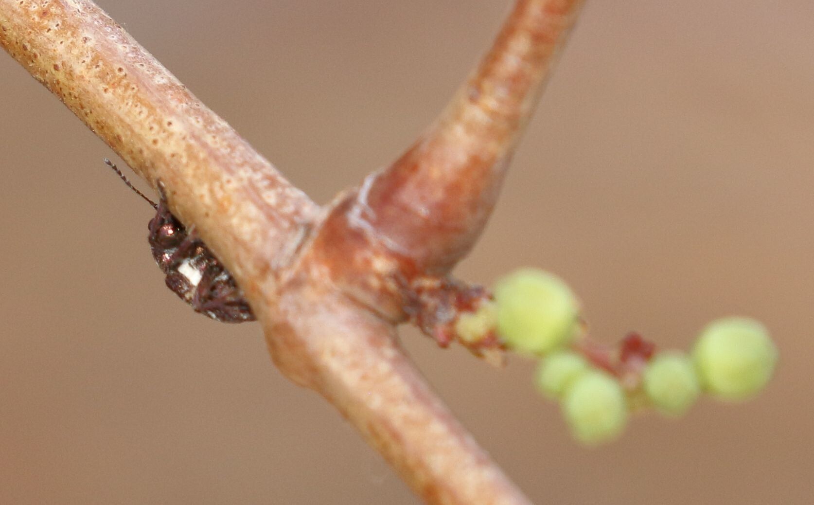 Cissus cornifolia bark