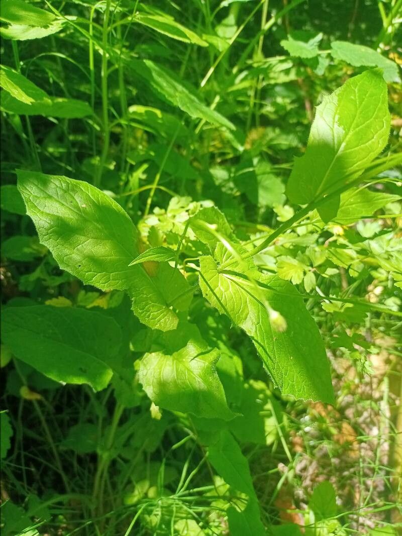 Crepis lampsanoides — search result for 'Crepis'