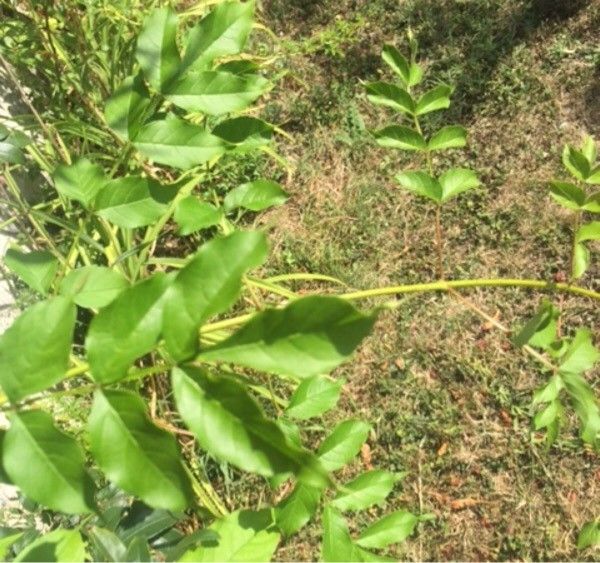 Campsis x tagliabuana bark