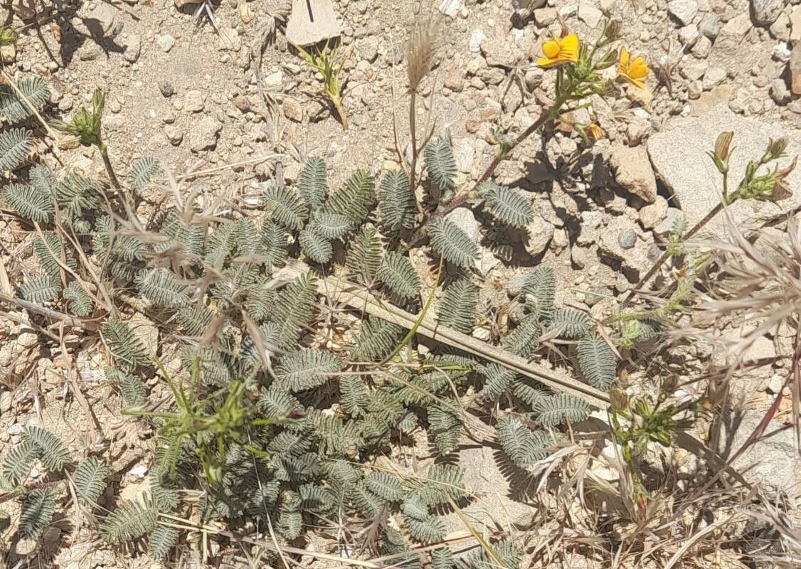 Adesmia corymbosa habit