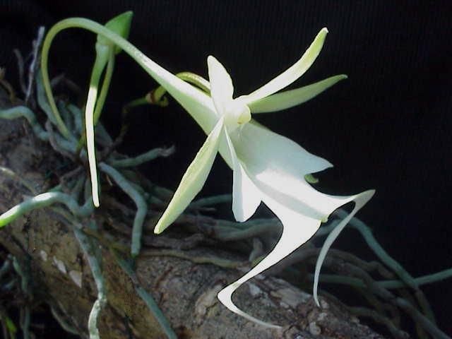 Dendrophylax lindenii flower