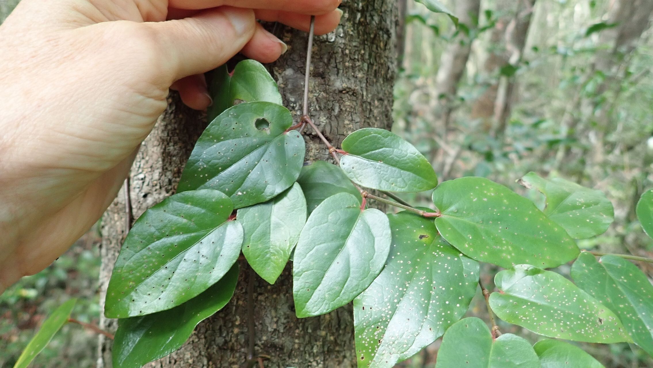 Piper staminodiferum leaf