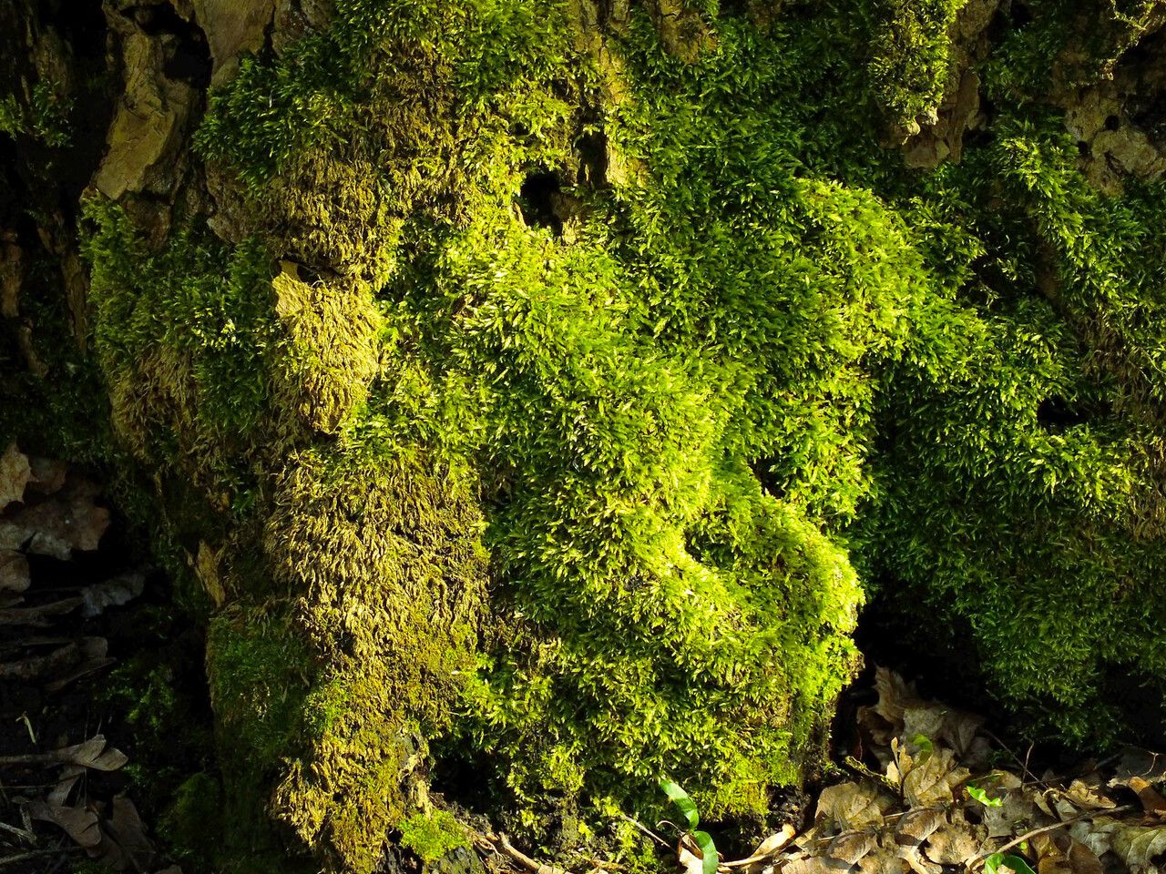 Hypnum cupressiforme — soil improver houseplant