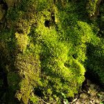 Hypnum cupressiforme