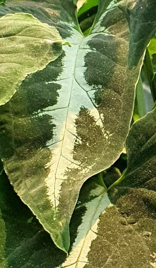 Graptophyllum pictum — sleep aid houseplant