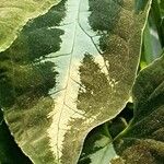 Graptophyllum pictum