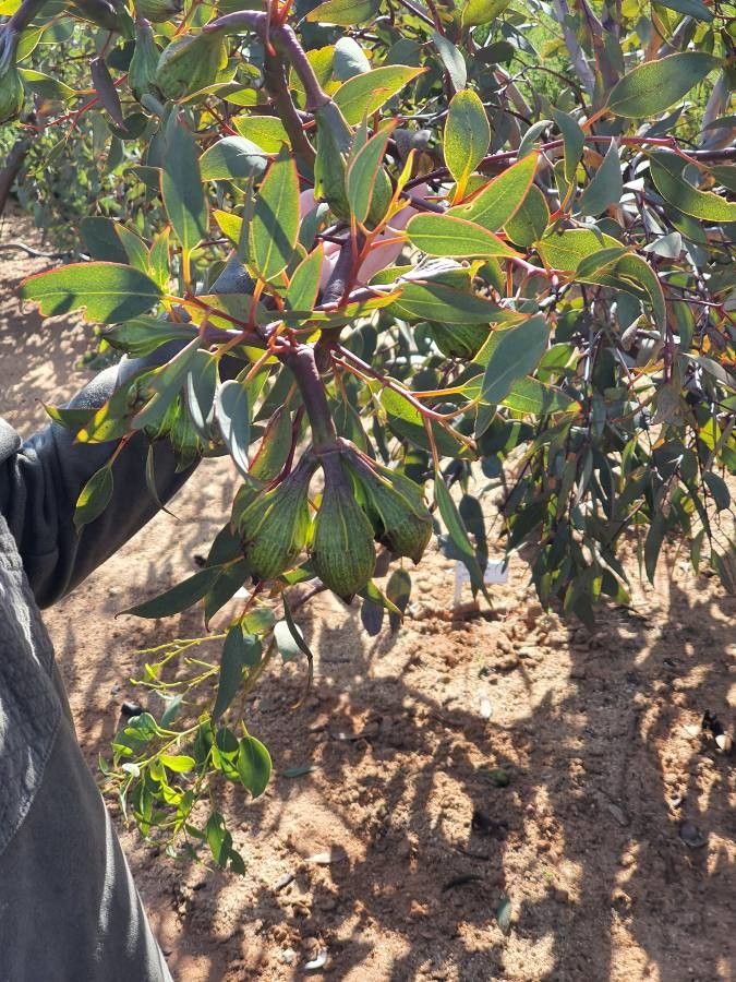 Eucalyptus pyriformis fruit