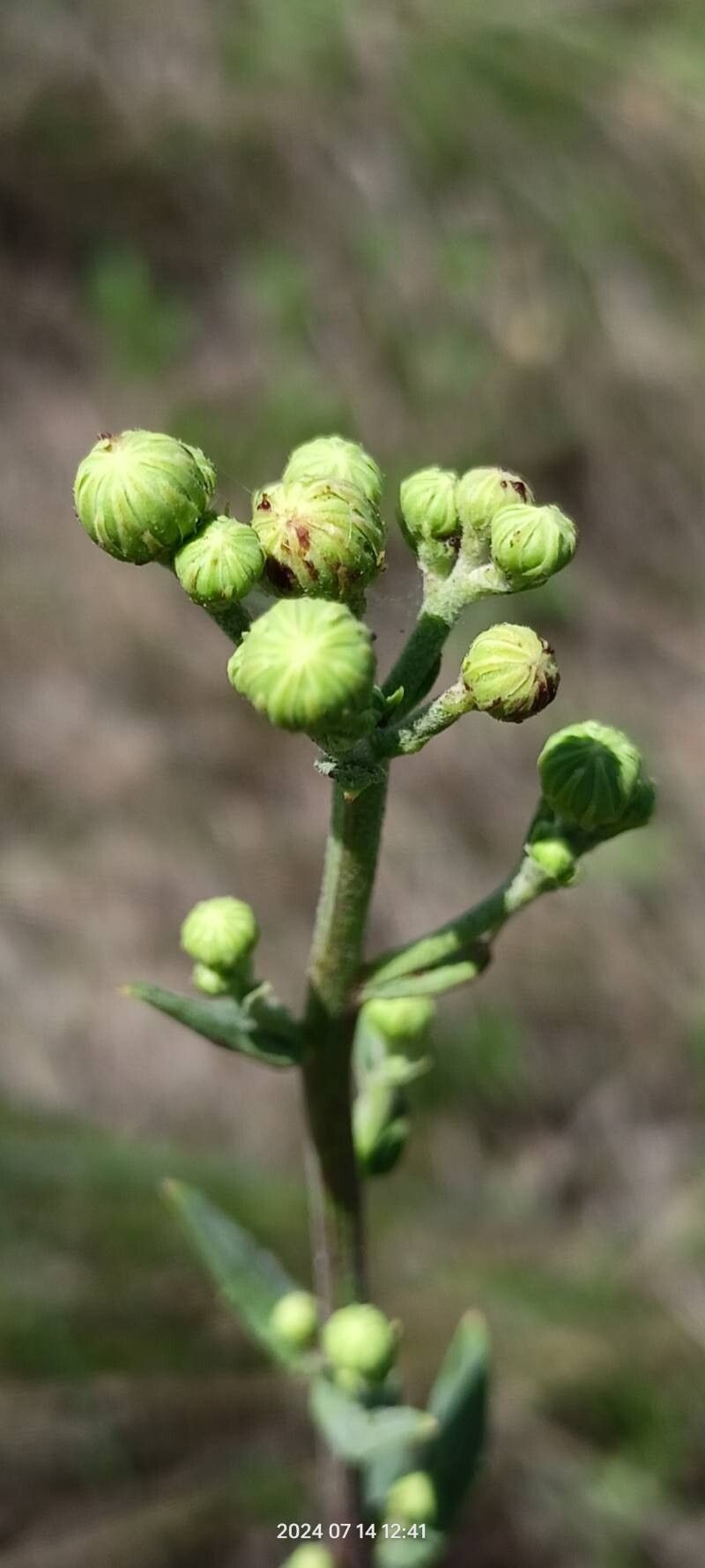 Hieracium virosum flower