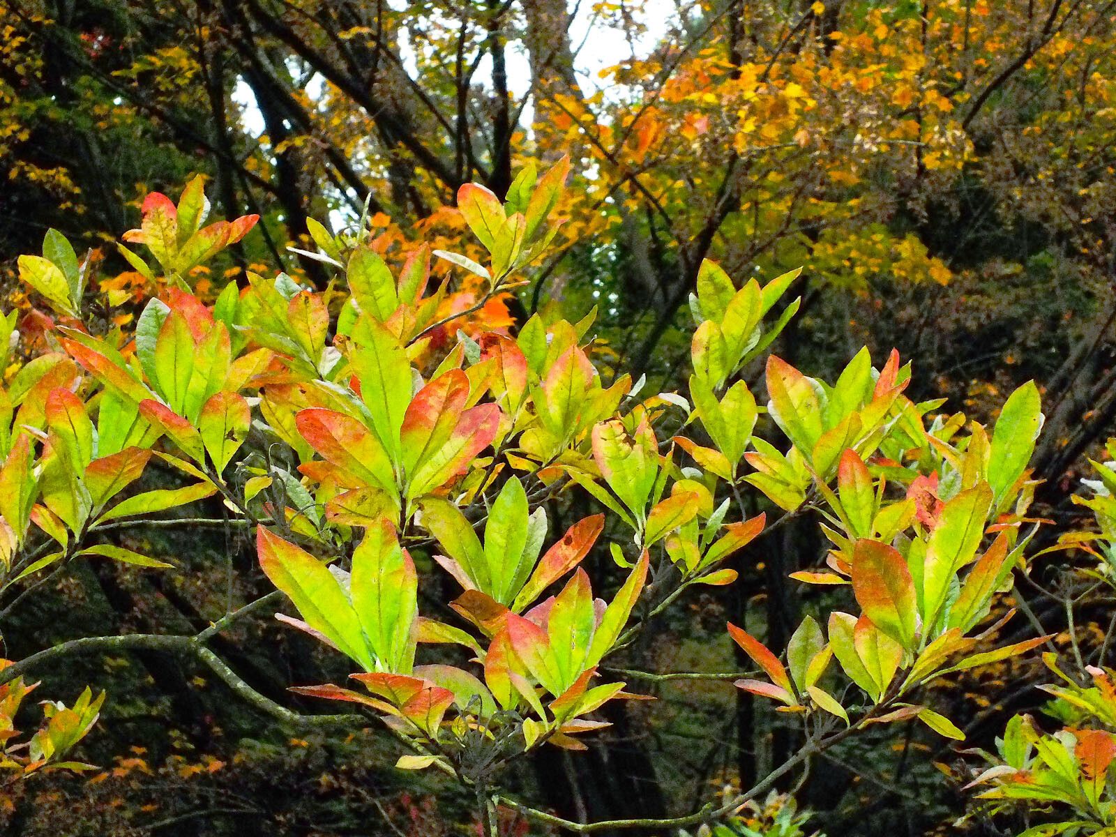 Rhododendron occidentale
