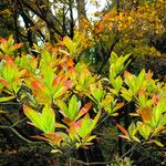 Rhododendron occidentale