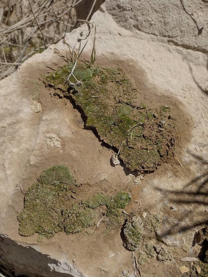 Arenaria alfacarensis leaf