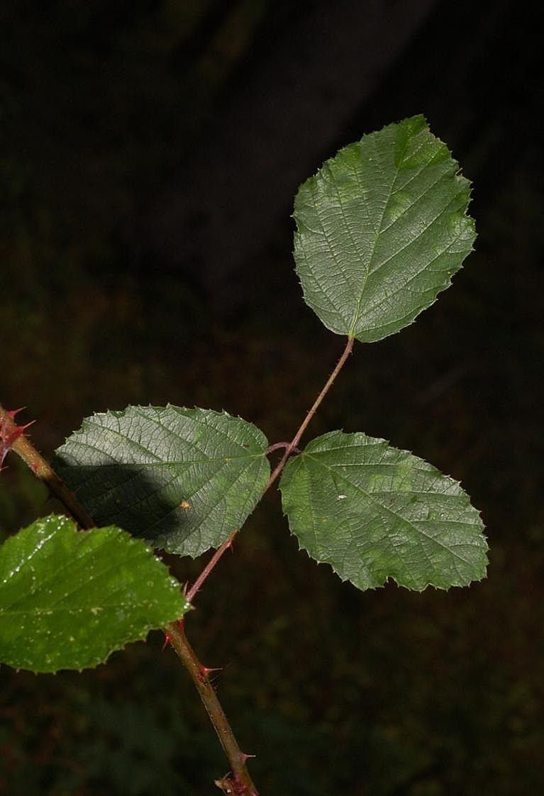 Rubus melanoxylon — houseplant care guide