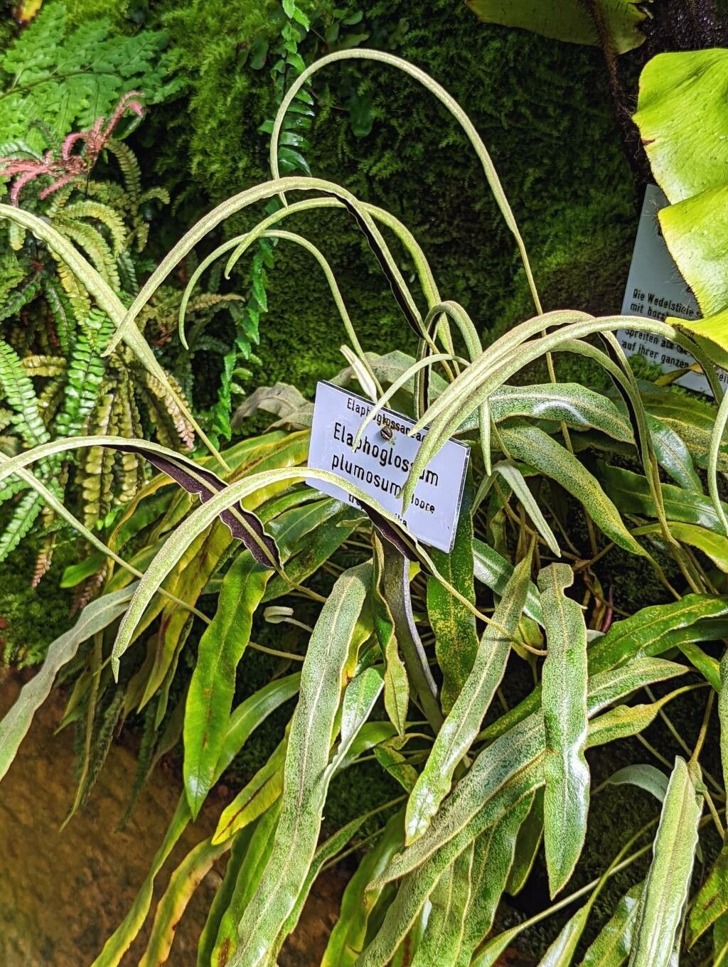 Elaphoglossum plumosum habit