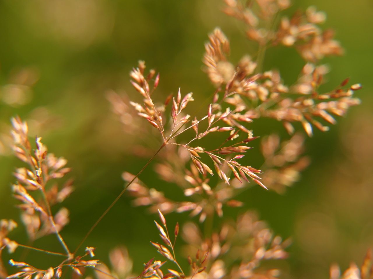 Agrostis × dimorpholemma flower