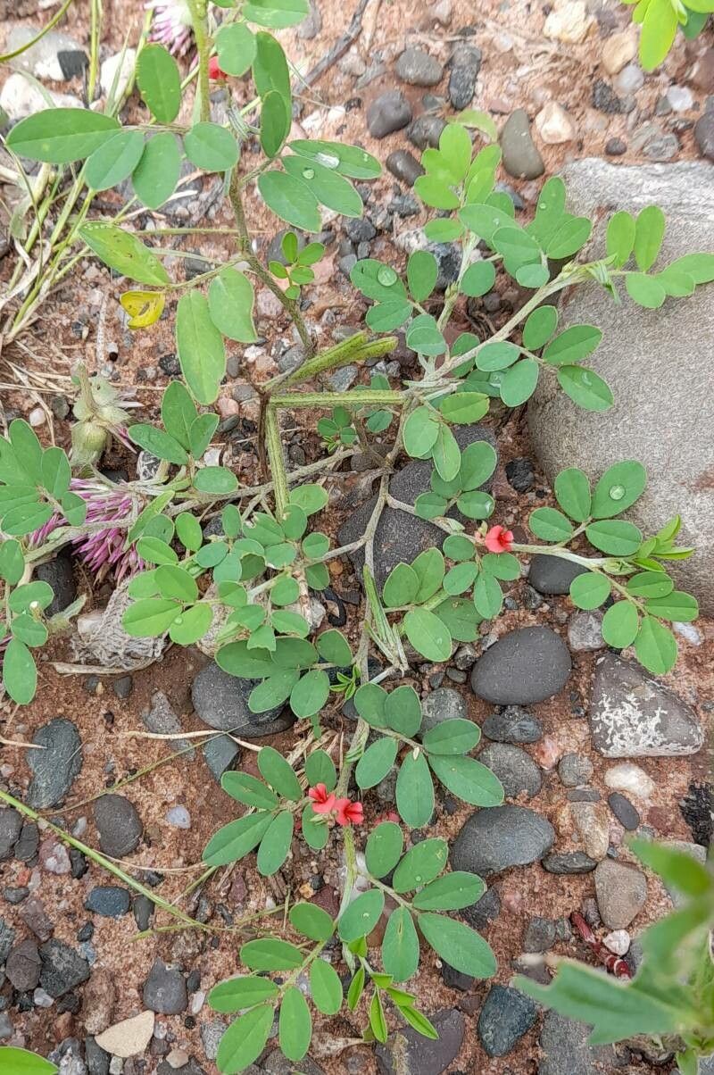 Indigofera parodiana habit
