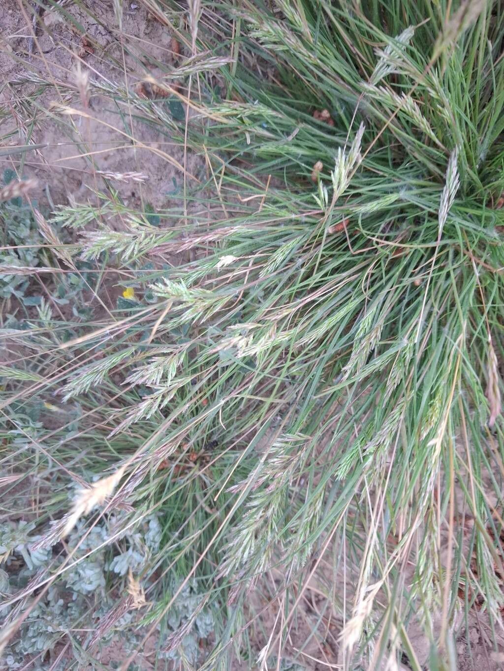 Schismus barbatus leaf