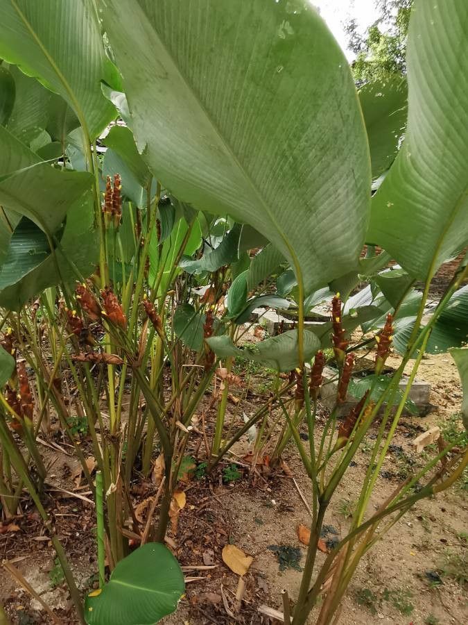 Calathea lutea — search result for 'Calathea'