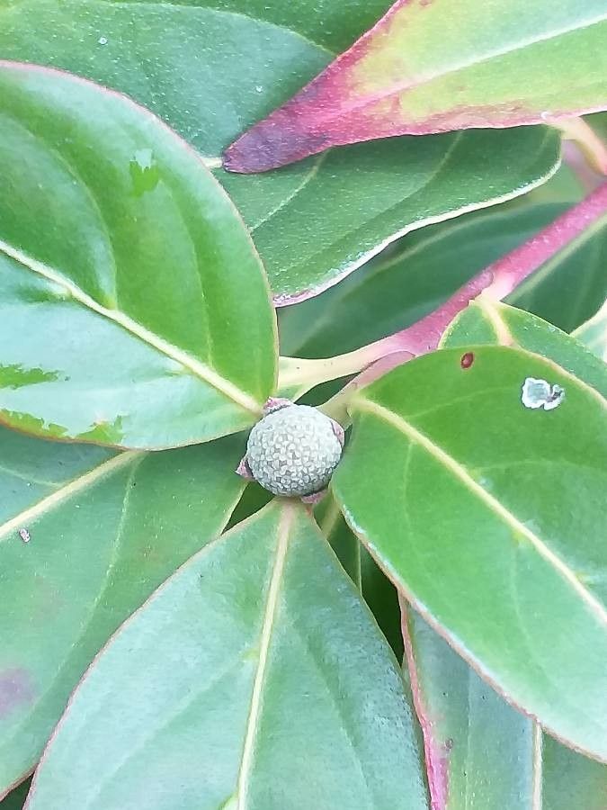 Cornus hongkongensis flower