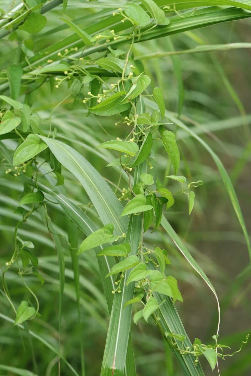 Dioscorea japonica — search result for 'Dioscorea'