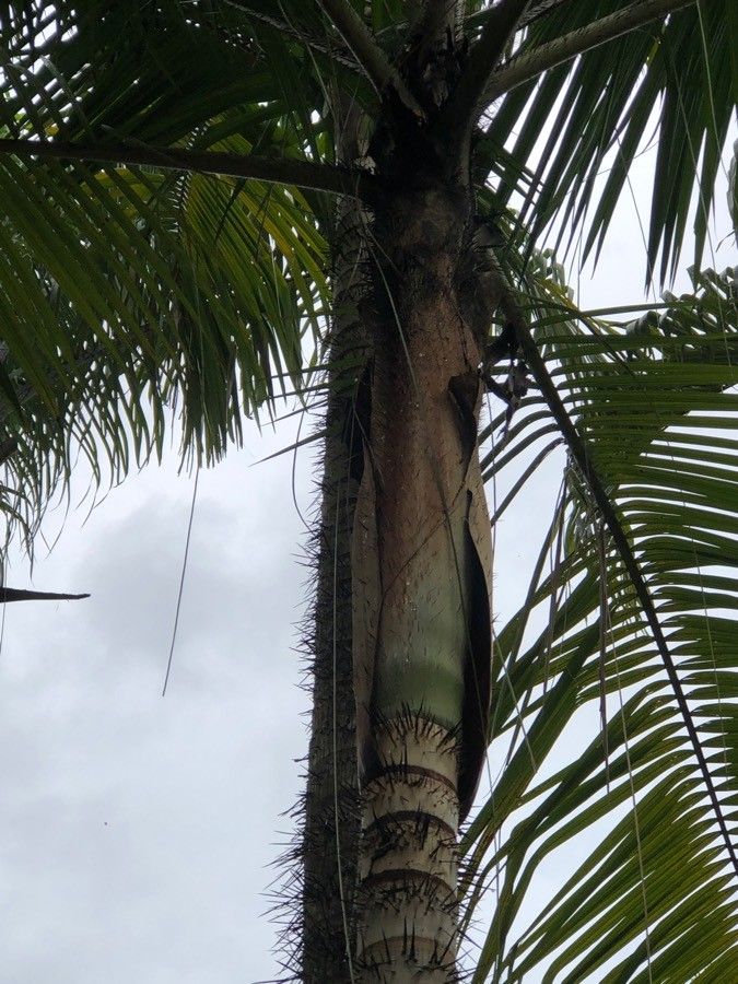 Oncosperma horridum bark