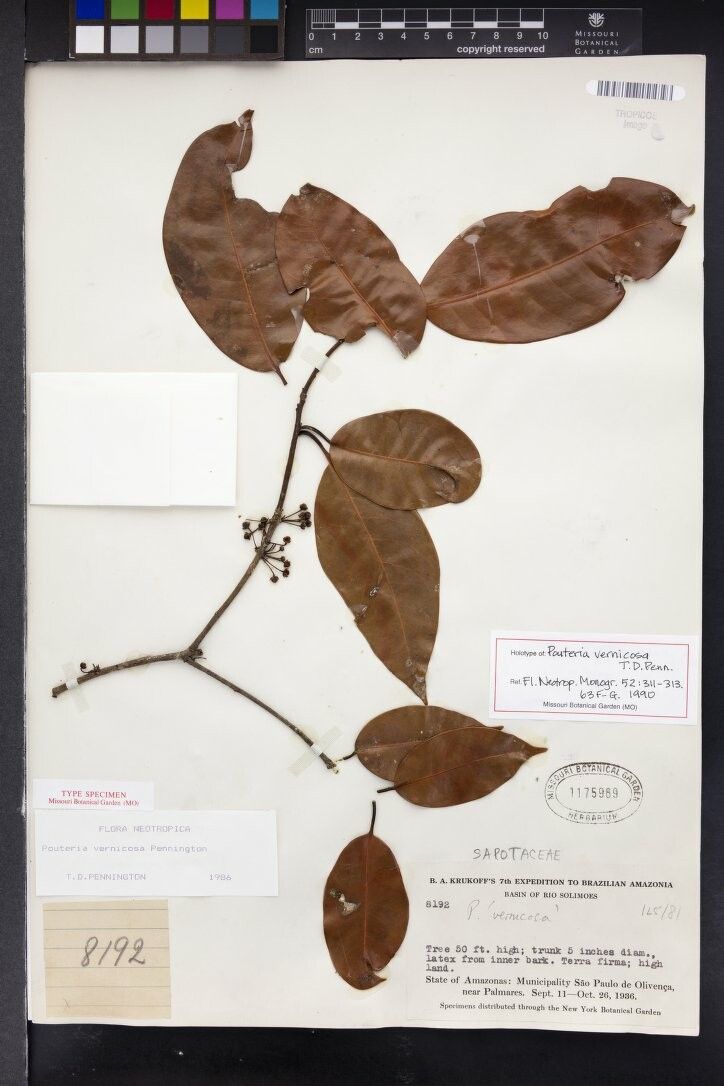 Pouteria vernicosa — houseplant care guide