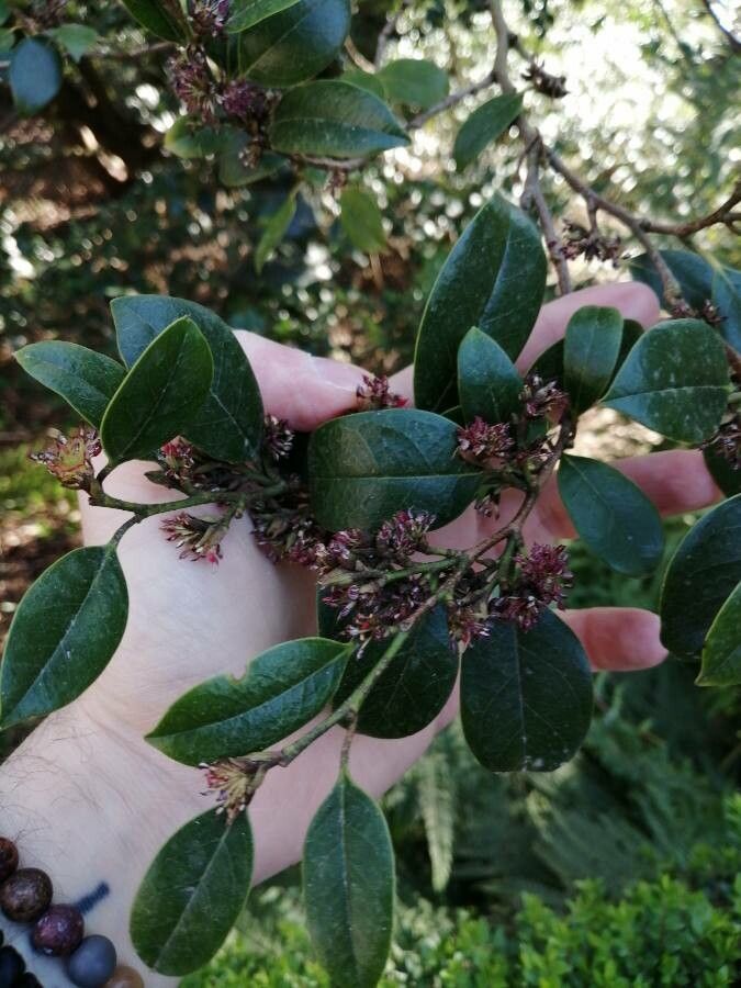 Distylium racemosum flower
