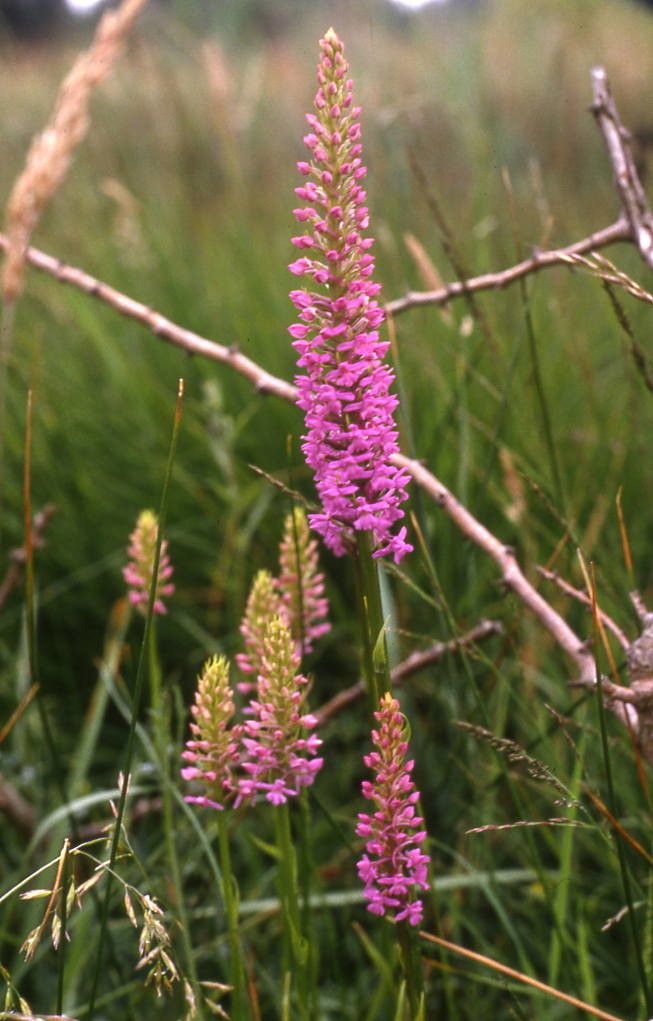Gymnadenia densiflora flower