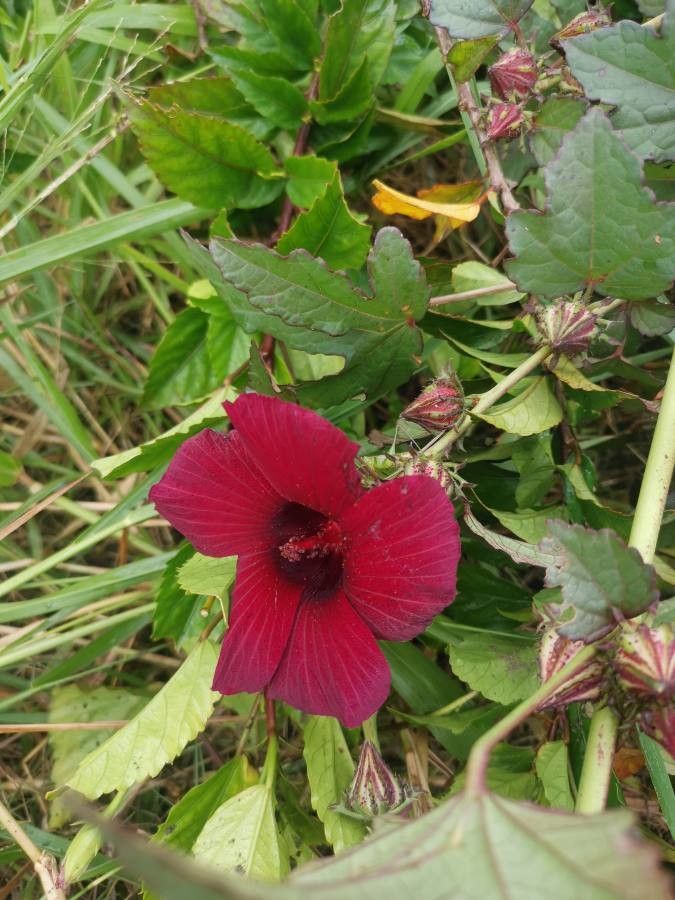 Hibiscus radiatus flower