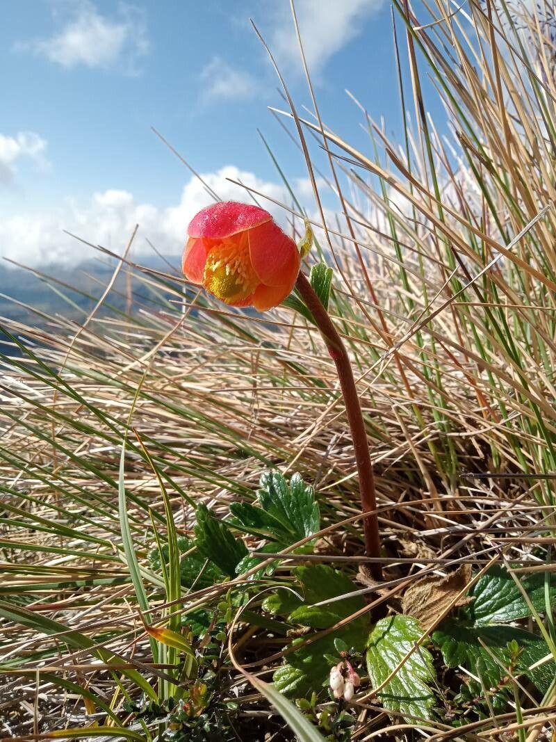 Ranunculus gusmannii habit
