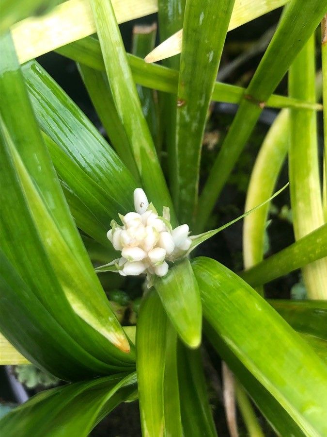Ophiopogon japonicus flower