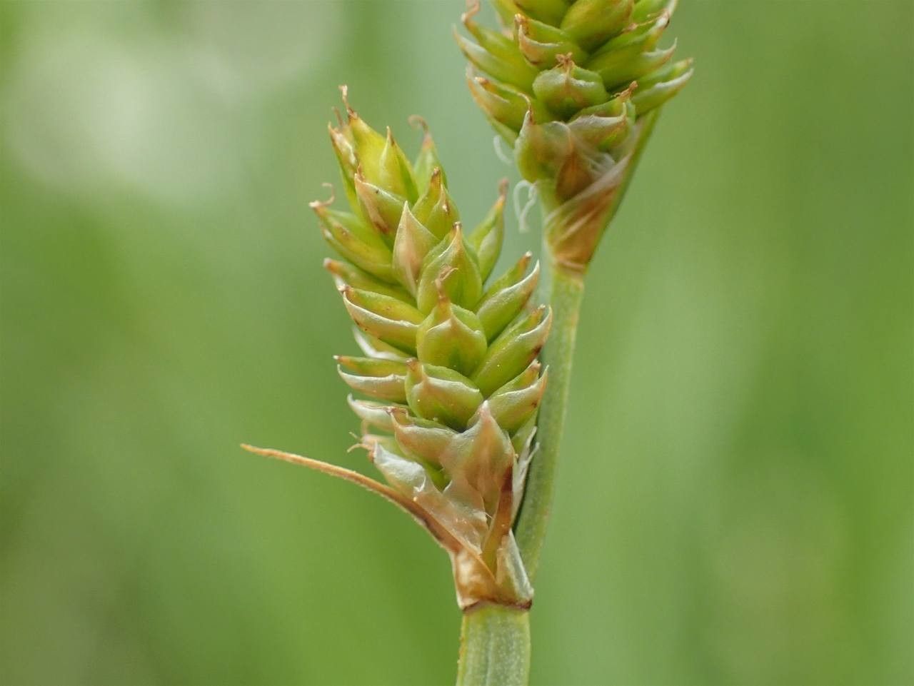 Carex canescens fruit