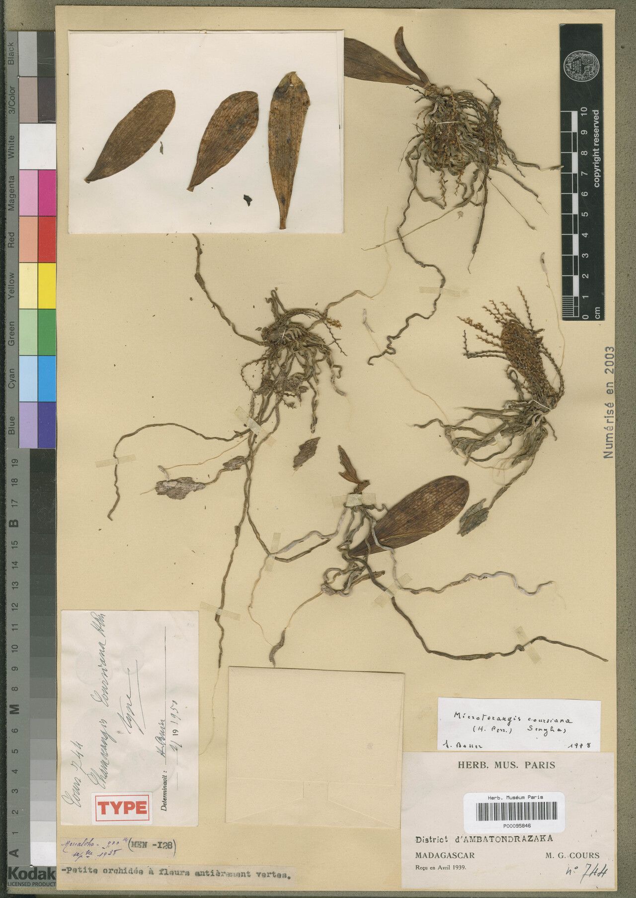 Aerangis coursiana — search result for 'Aerangis'