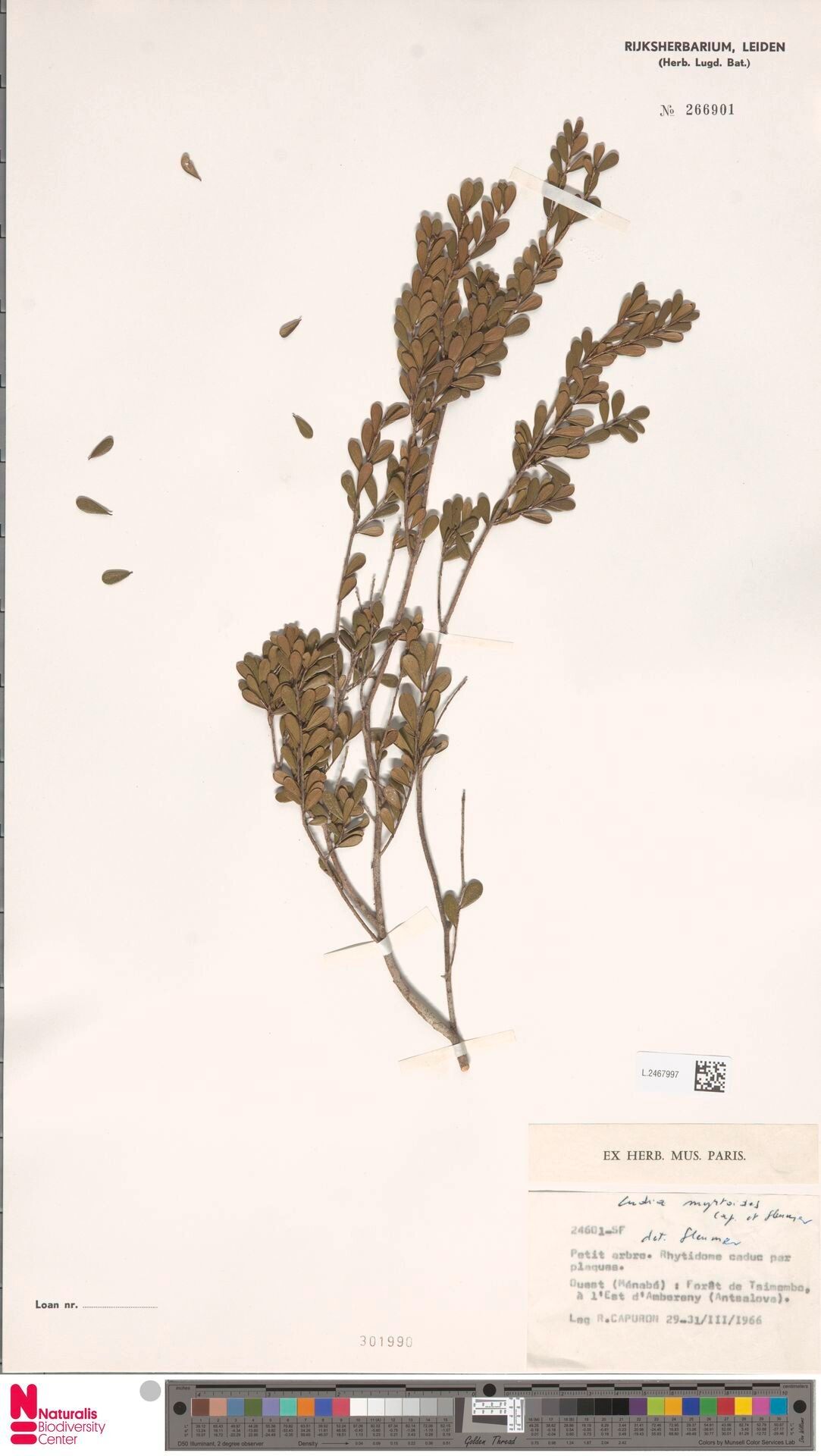 Ludia myrtoides — houseplant care guide