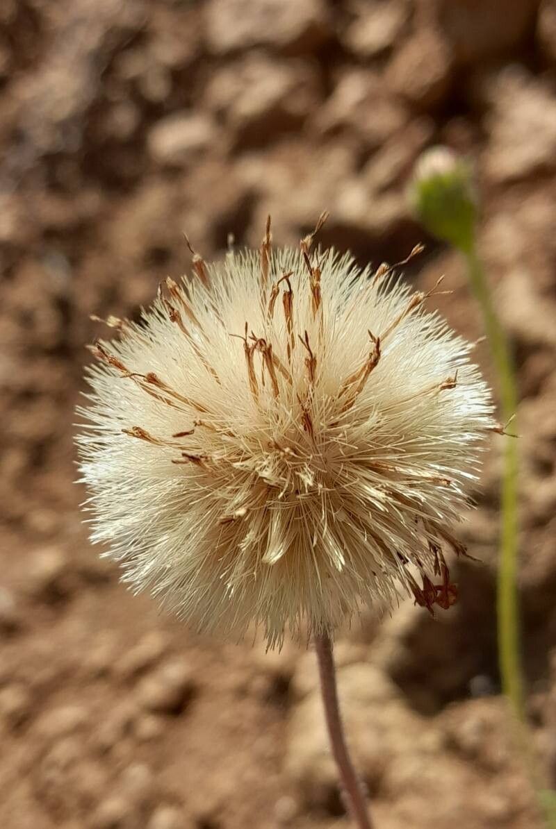 Haplopappus macrocephalus fruit
