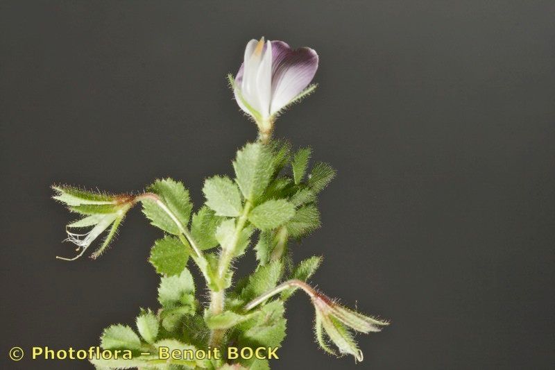 Ononis laxiflora other