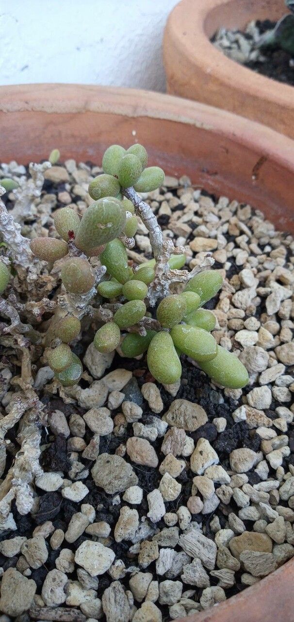 Portulacaria pygmaea leaf