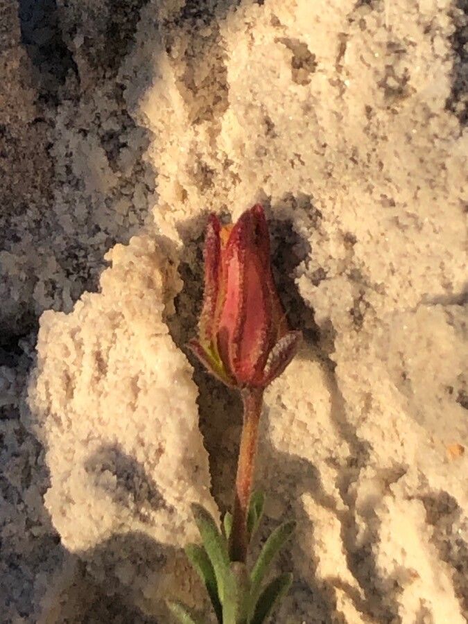 Ononis tridentata flower