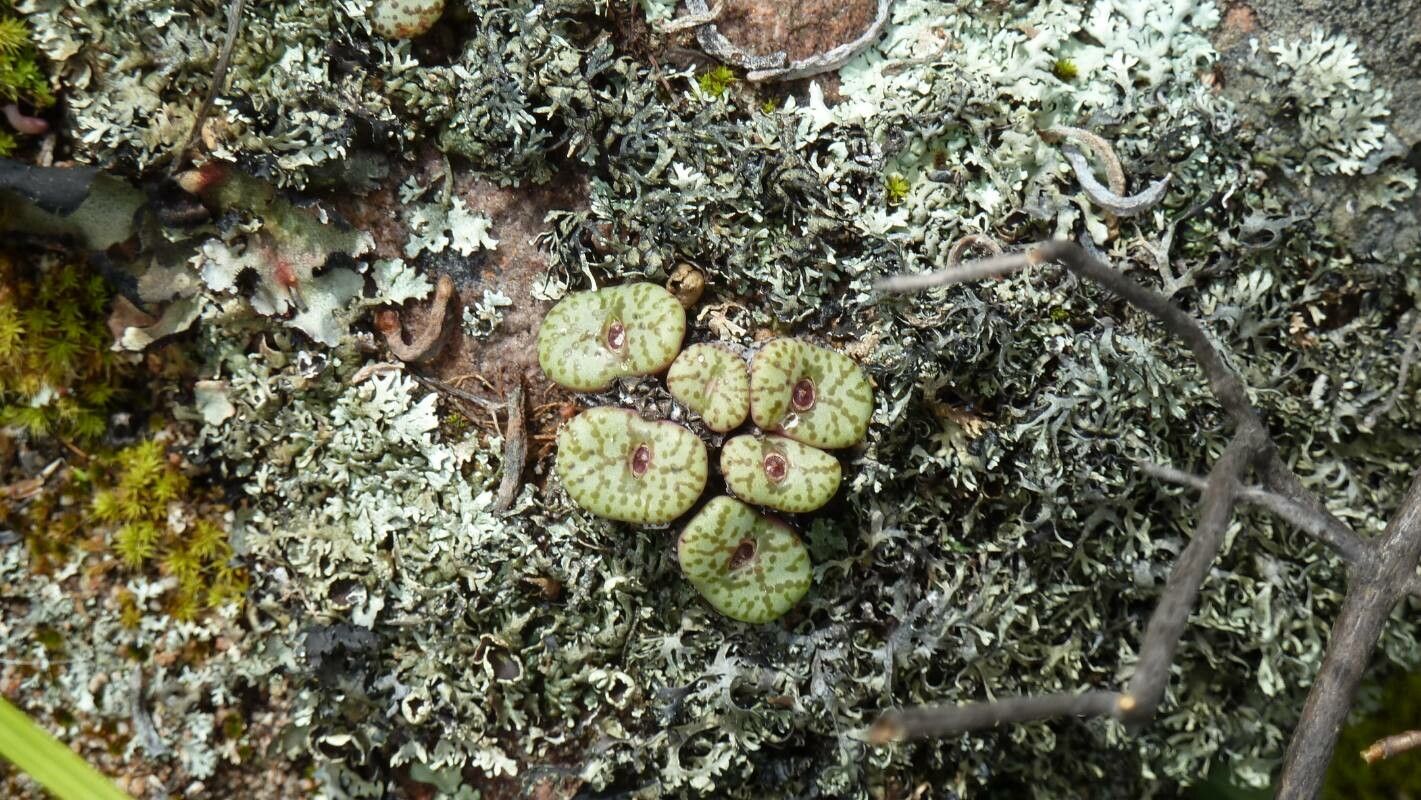 Conophytum minimum leaf