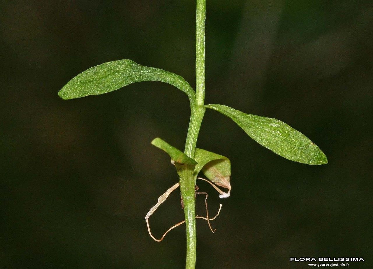 Gentianopsis ciliata bark